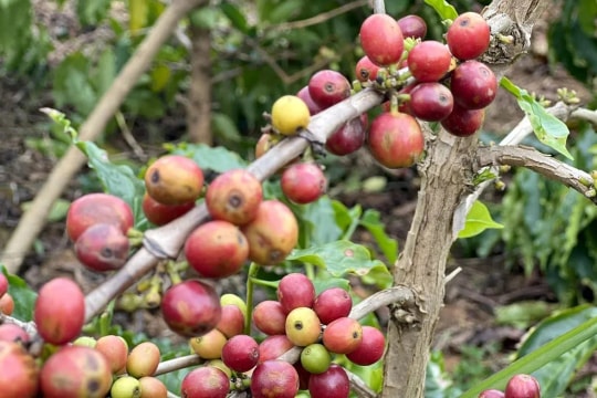 Giá cà phê hôm nay 9/4/2026: Arabica quay đầu tăng sốc