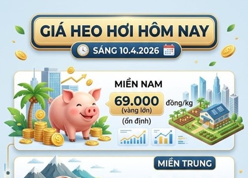 Giá heo hơi hôm nay 10/4 đi ngang, miền Nam giữ mức đỉnh 69.000 đồng/kg