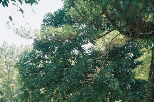 Ca sĩ Tăng Duy Tân xác nhận hẹn hò Bích Phương tại Huế