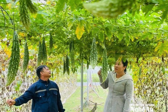 Sản xuất đa tầng, nông dân xã Đô Lương thu hàng trăm triệu đồng mỗi năm
