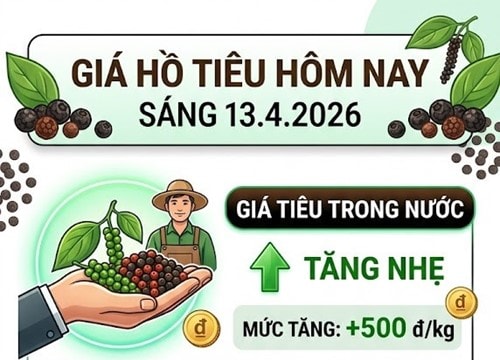 Giá hồ tiêu chạm mốc 139.500 đồng/kg, xuất khẩu tăng 100 USD mỗi tấn