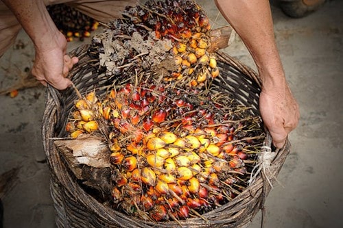 Malaysia tăng thuế xuất khẩu dầu cọ lên 9,5% trong tháng 4/2026