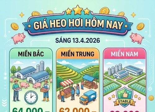 Giá heo hơi hôm nay 13/04: Khu vực miền Nam neo ở mức 69.000 đồng/kg