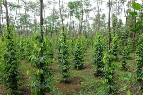 Giá tiêu hôm nay 13/4/2026: Tăng nhẹ 1000 đồng
