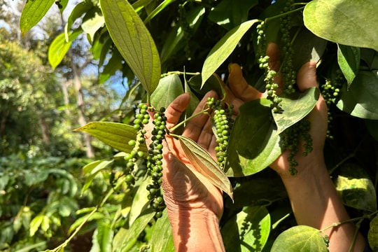 Giá tiêu hôm nay 14/4/2026: Tăng nhẹ 500 đồng/kg