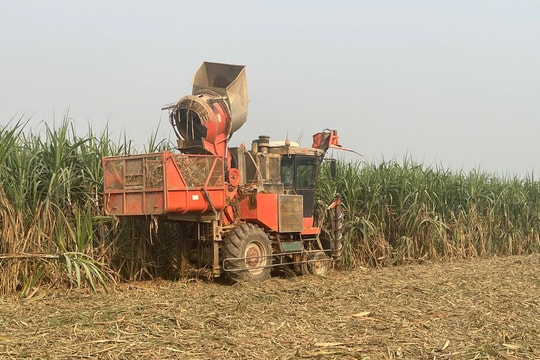 Công ty CP Mía đường Sông Con: Khắc phục khó khăn đảm bảo vụ ép thành công