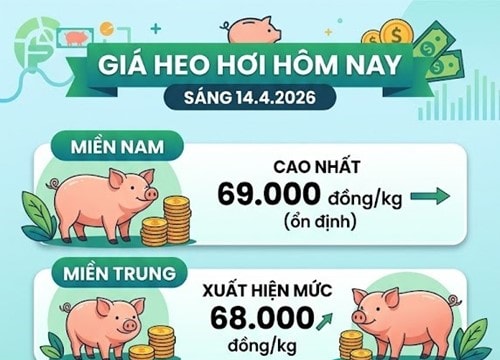 Giá heo hơi hôm nay 14/4: Miền Nam duy trì mức đỉnh 69.000 đồng/kg