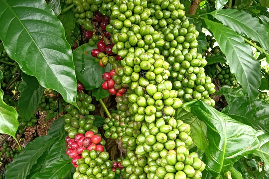 Giá cà phê hôm nay 16/4: Robusta tăng vọt lên 3.528 USD/tấn, cao nhất từ đầu tháng 4