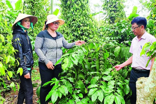 Giá tiêu hôm nay 15/4/2026: Tăng lên 141.000 đ/kg