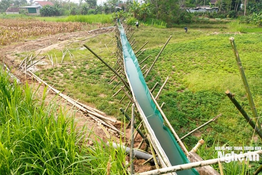 Người dân Nghĩa Hành làm mương dẫn nước 'treo cao' cứu hạn cây trồng