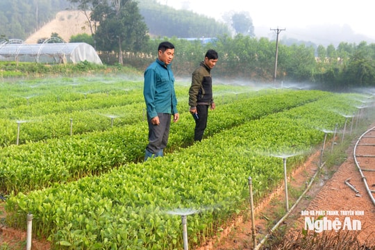 Nông dân đầu tư hệ thống tưới thông minh