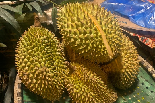 Giá sầu riêng hôm nay 20/4/2026: Từ 25.000 đến 90.000 đồng/kg