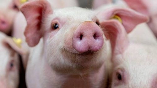 Giá thịt heo hôm nay 20/4: Ba rọi Meat Deli chạm mốc 199.901 đồng/kg, heo hơi miền Trung tăng nhẹ
