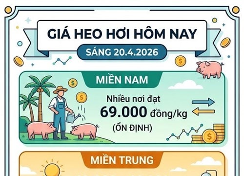 Giá heo hơi hôm nay 20/4: Miền Bắc tăng lên 66.000 đồng, miền Nam giữ đỉnh 69.000 đồng