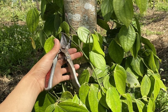 Giá tiêu hôm nay 20/4/2026: Cao nhất 141.000 đ/kg