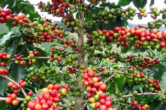 Giá cà phê hôm nay 21/4/2026: Bật tăng 2000 đồng/kg