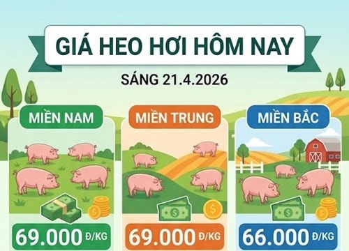 Giá heo hơi ngày 21/4: Lâm Đồng chạm mốc 69.000 đồng/kg, xu hướng tăng lan rộng khắp miền Trung