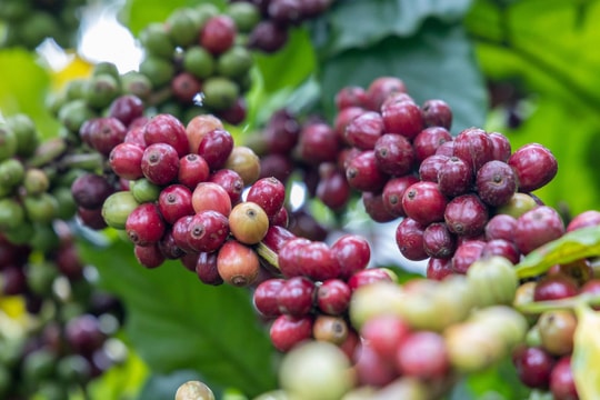 Giá cà phê hôm nay 22/4/2026: Tây Nguyên giảm 500 đồng/kg