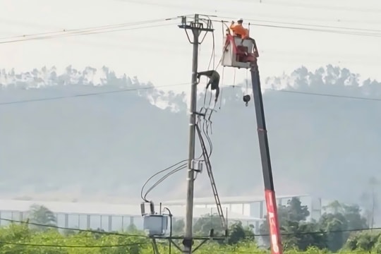 Phát hiện thi thể một học sinh trên cột điện trung thế ở Nghệ An