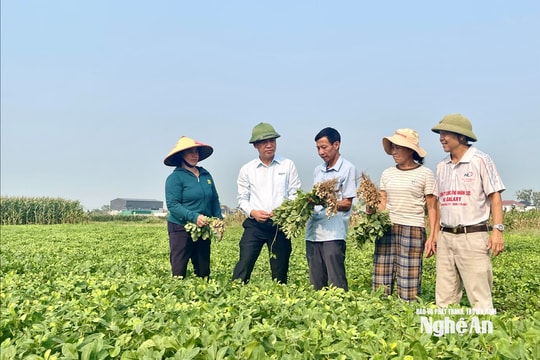 Đánh giá mô hình giống lạc L29 quy mô 10ha tại xã Trung Lộc