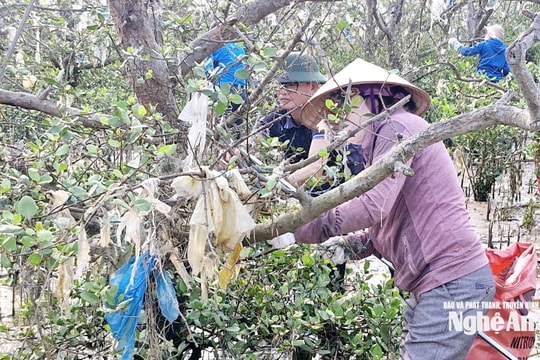 Nghệ An ra quân thu gom rác thải tại rừng ngập mặn ven sông Lam