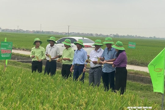 Triển vọng nâng cao năng suất từ các giống lúa mới của ThaiBinh Seed tại Nghệ An