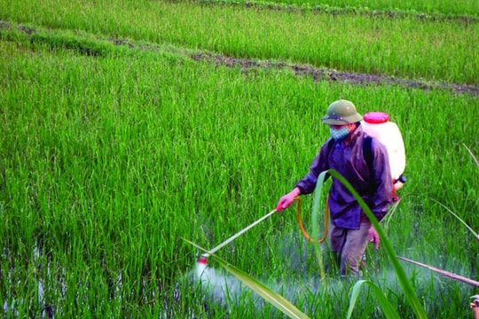 Giá phân bón hôm nay 24/4/2026: Ure Cà Mau 675.000 đồng/bao