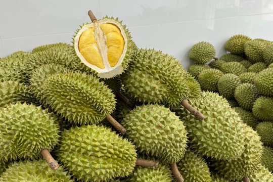 Giá sầu riêng hôm nay 23/4/2026 tiếp tục giảm nhẹ