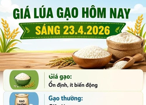 Giá lúa gạo ngày 23/4: Giá lúa IR 504 tăng nhẹ, thị trường gạo duy trì ổn định