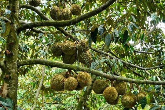 Giá sầu riêng 24/4/2026: Cao nhất 90.000 đồng/kg