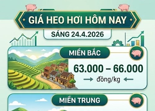 Giá heo hơi hôm nay 24/4: Miền Nam biến động nhẹ, mức cao nhất 69.000 đồng/kg