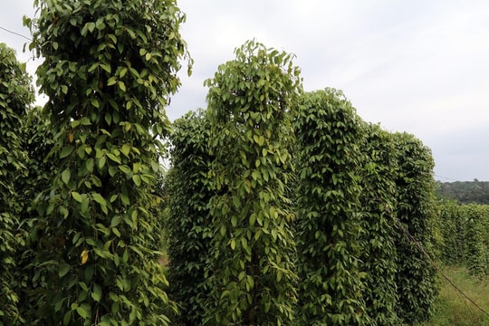 Giá tiêu hôm nay 29/4/2026: Tăng 500 đồng tại Gia Lai