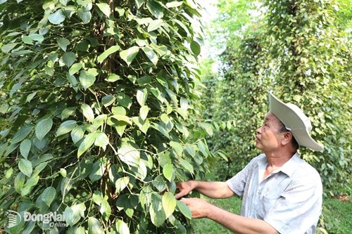 Đồng Nai phát triển gần 19.400 ha nông nghiệp hữu cơ nhờ chuỗi liên kết doanh nghiệp