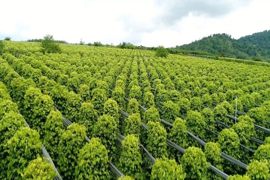 Giá tiêu hôm nay 28/4: Cao nhất 142.000 đồng/kg