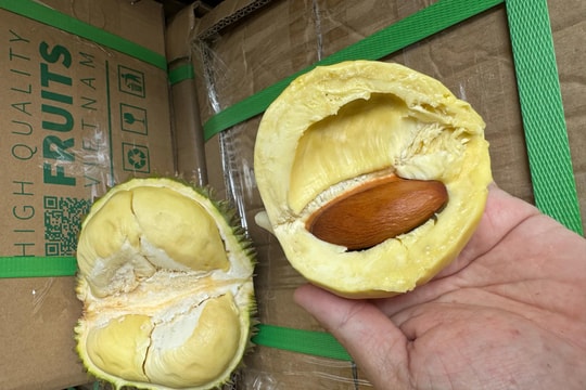 Giá sầu riêng hôm nay 28/4: Cao nhất 145.000 đồng/kg