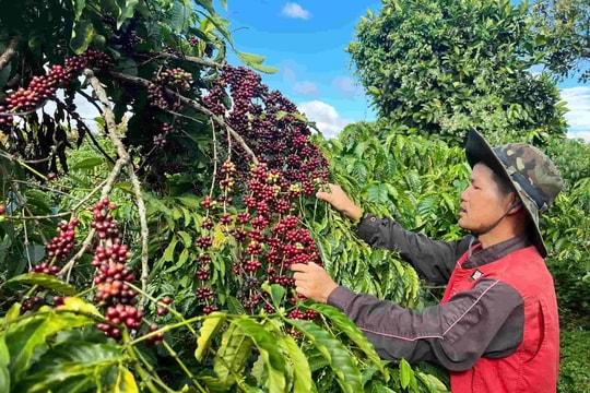 Giá cà phê hôm nay 28/4: Giảm 1000 đồng/kg