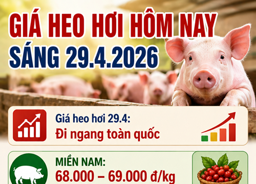 Giá heo hơi hôm nay 29/4: Thị trường ổn định, mức cao nhất đạt 69.000 đồng/kg