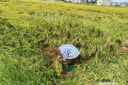 Nông dân Nghệ An khẩn trương khắc phục diện tích lúa bị đổ do giông lốc