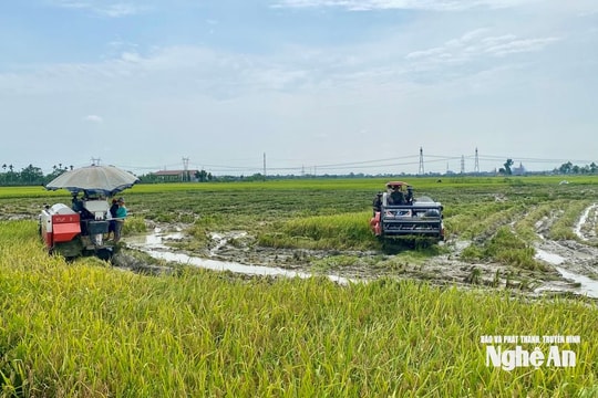 Nông dân Nghệ An tất bật thu hoạch lúa xuân xuyên kỳ nghỉ lễ