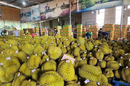 Giá sầu riêng hôm nay 4/5/2026: Ri6 ĐBSCL lao dốc, nông dân lỗ nặng