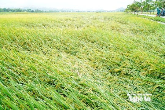 Giông lốc lúc rạng sáng gây hậu quả nặng nề tại Quỳ Hợp