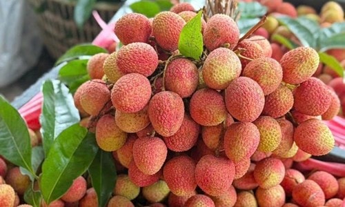 Sản lượng vải thiều năm 2026 giảm đến 50%, giá bán đạt kỷ lục 210.000 đồng/kg