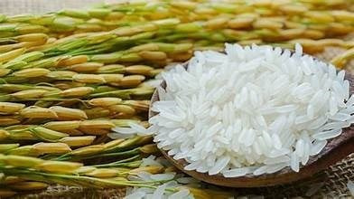 Giá lúa gạo ngày 6/5: Lúa OM 18 và Đài Thơm 8 tăng 200 đồng mỗi kg