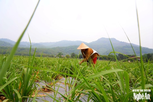 Triển vọng từ cây dược liệu chịu hạn ở xã miền núi Nghệ An