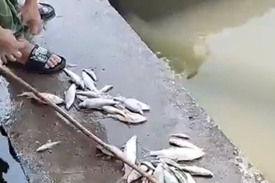 Cá trên sông Lam tiếp tục chết, lan xuống hạ lưu, người dân lo ngại nguồn nước sinh hoạt bị ảnh hưởng