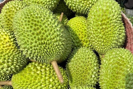Giá sầu riêng hôm nay 8/5/2026: Xuất khẩu sang Trung Quốc gặp khó