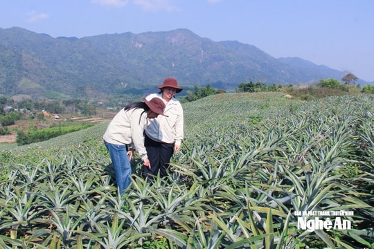 Nông nghiệp tuần hoàn – Giải pháp hiệu quả giữa bão giá đầu vào