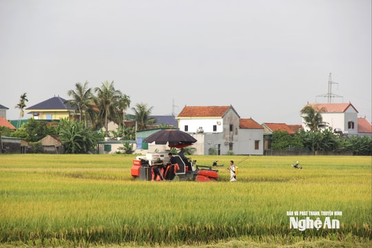Chính quyền vào cuộc bình ổn giá thuê máy gặt mùa thu hoạch