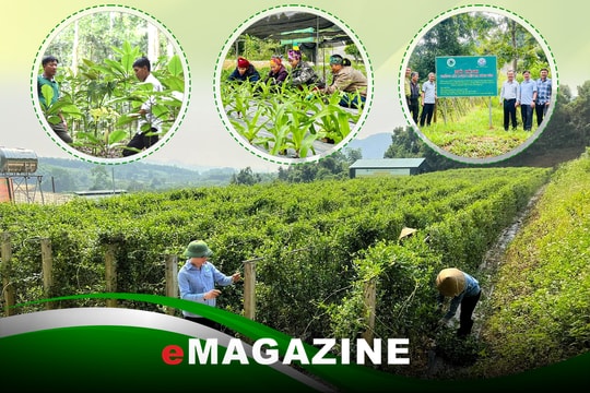 Nghệ An: Đánh thức tiềm năng dược liệu trong thời kỳ mới