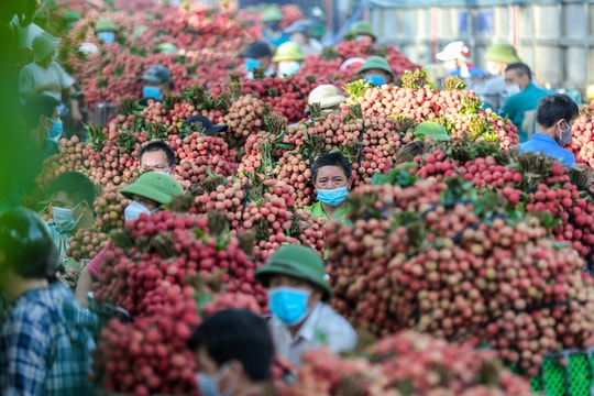 Giá vải thiều đầu mùa 2026 lên 120.000 đồng/kg